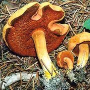 В грибах-поганках найдены неизвестные вещества