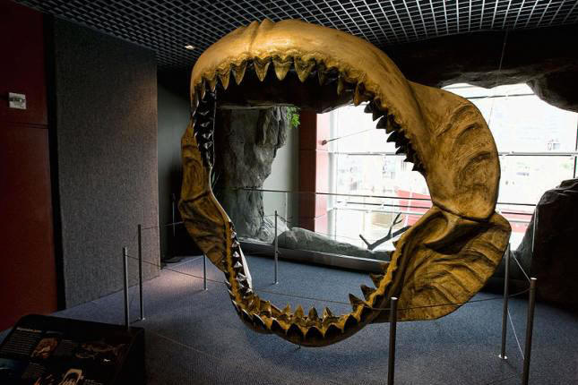 Челюсти мегалодона — гигантской рыбы, вымершей 1,5 миллиона лет назад